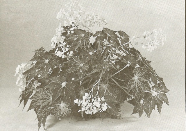 B. ‘Hinakaede’